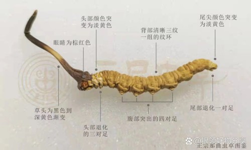 【三七粉对痛风的功效与作用】痛风吃三七粉会加重病情吗 - 痛风中药三七粉的功效和作用网